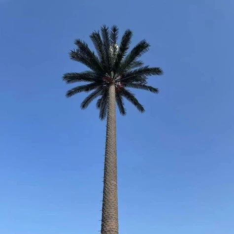 Gwo fò tou won degize selil yo