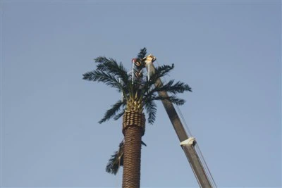 Kamouflage Palm Tree Tower Palm Tree Dissimulation